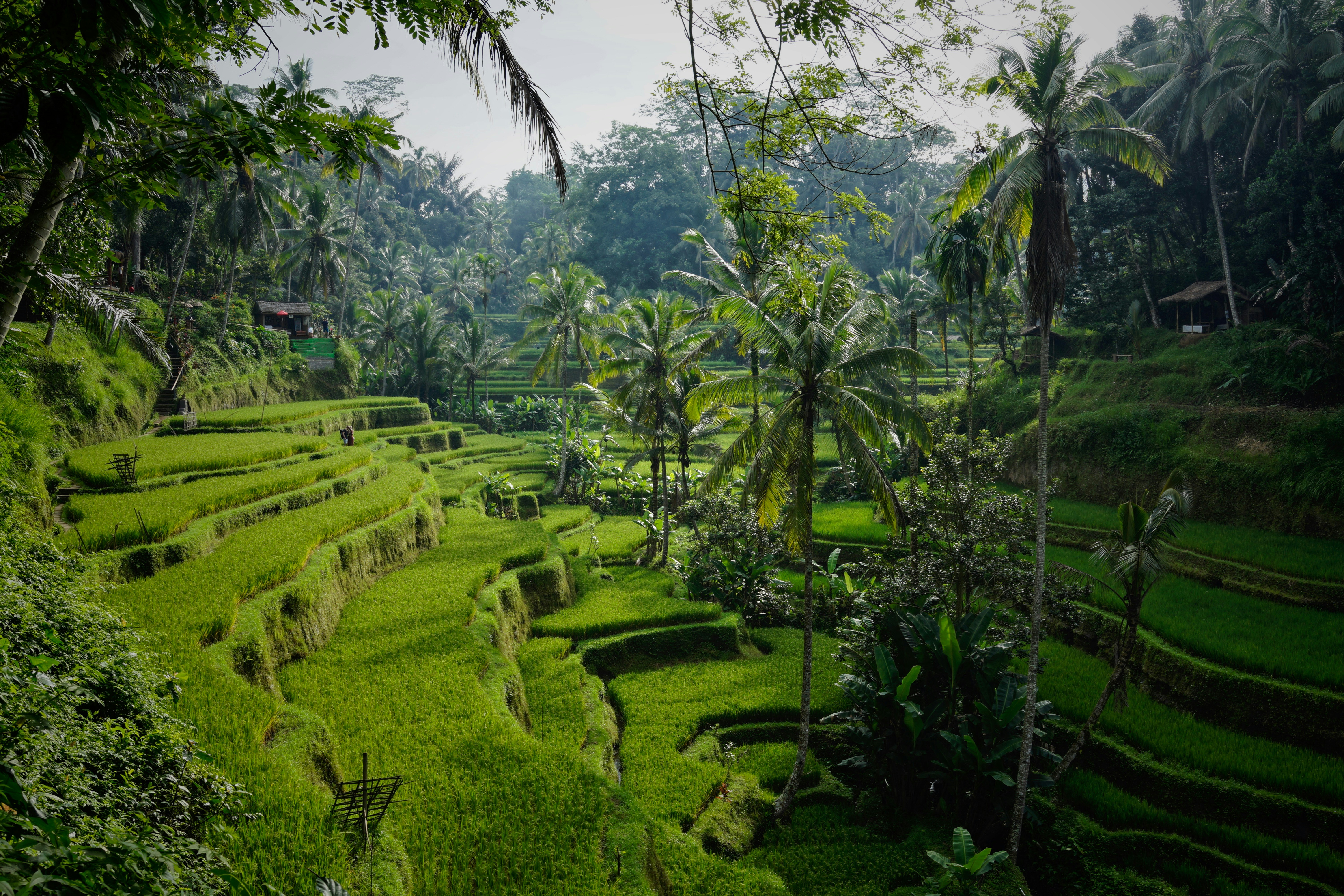 Rice terraces near Ubud, Bali, Indonesia