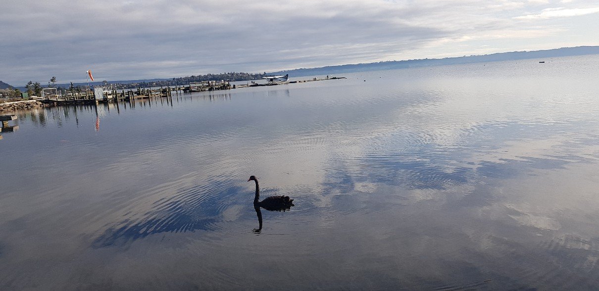 A black swan gliding on the still water of Lake Rotorua with a floatplane moored at the jetty, New Zealand
